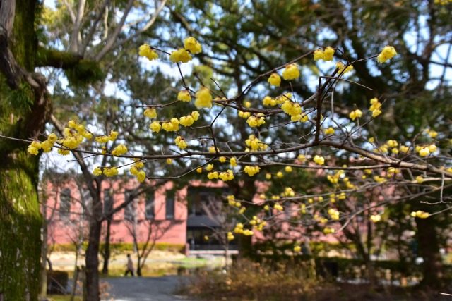 サザンカ（山茶花）